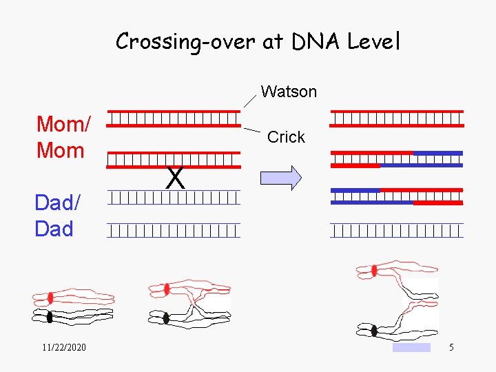 Crossing-over at DNA Level Watson Mom/ Mom Dad/ Dad 11/22/2020 Crick X 5 