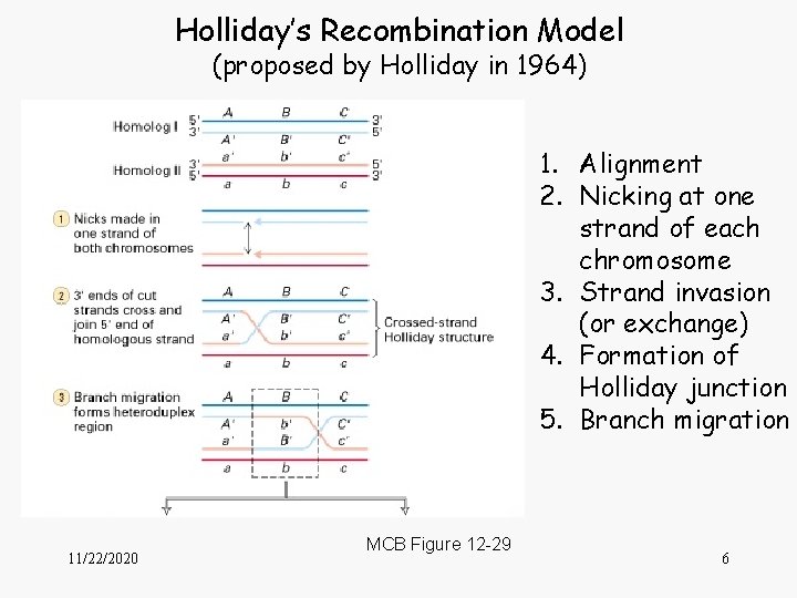 Holliday’s Recombination Model (proposed by Holliday in 1964) 1. Alignment 2. Nicking at one