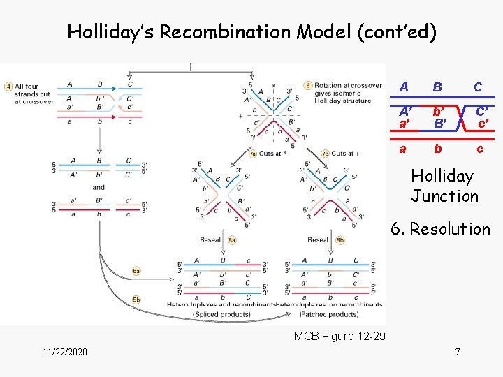 Holliday’s Recombination Model (cont’ed) A B C A’ a’ b’ B’ C’ c’ a