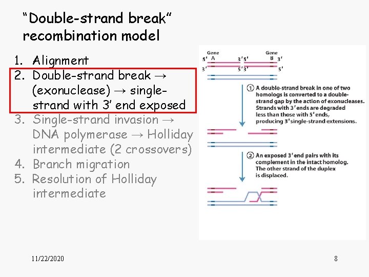 “Double-strand break” recombination model 1. Alignment 2. Double-strand break → (exonuclease) → singlestrand with