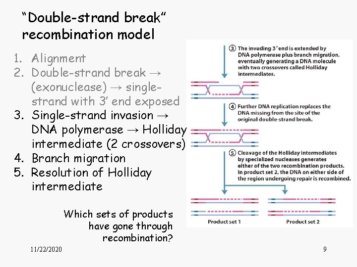 “Double-strand break” recombination model 1. Alignment 2. Double-strand break → (exonuclease) → singlestrand with