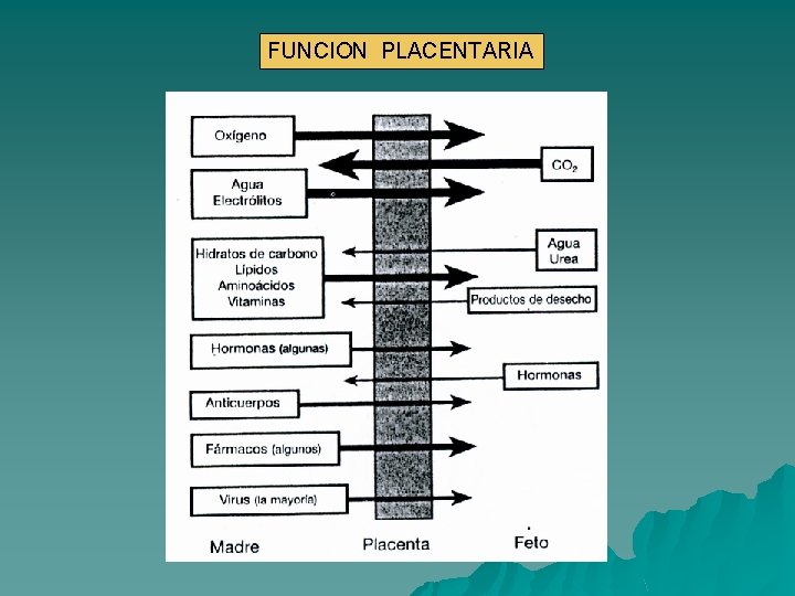 FUNCION PLACENTARIA 