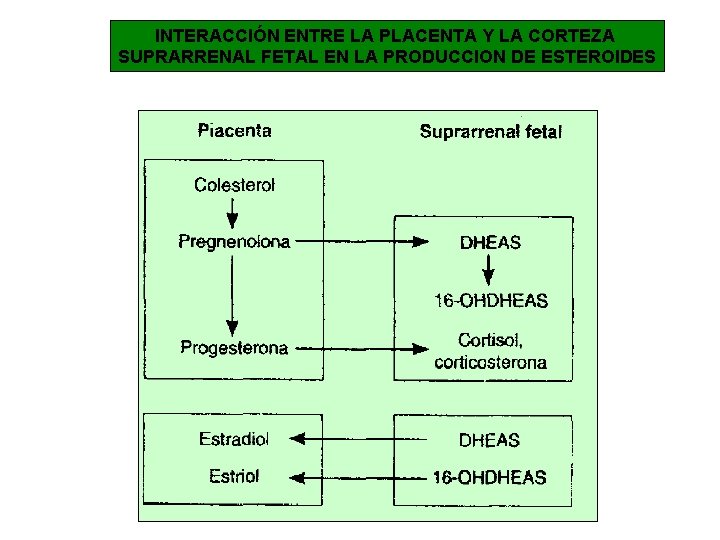INTERACCIÓN ENTRE LA PLACENTA Y LA CORTEZA SUPRARRENAL FETAL EN LA PRODUCCION DE ESTEROIDES
