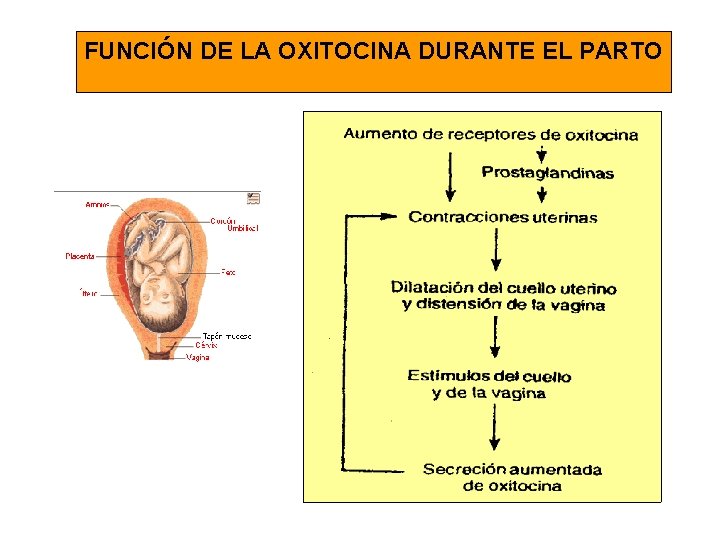 FUNCIÓN DE LA OXITOCINA DURANTE EL PARTO 