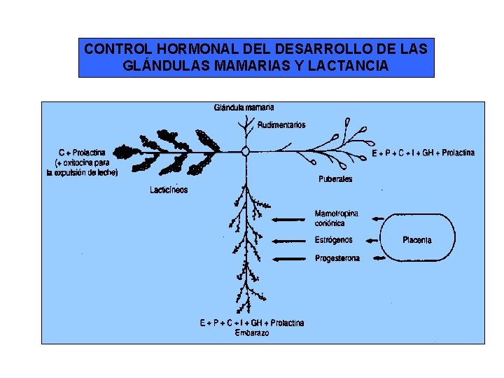CONTROL HORMONAL DESARROLLO DE LAS GLÁNDULAS MAMARIAS Y LACTANCIA 