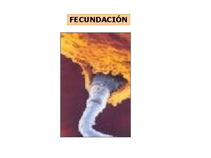FECUNDACIÓN 