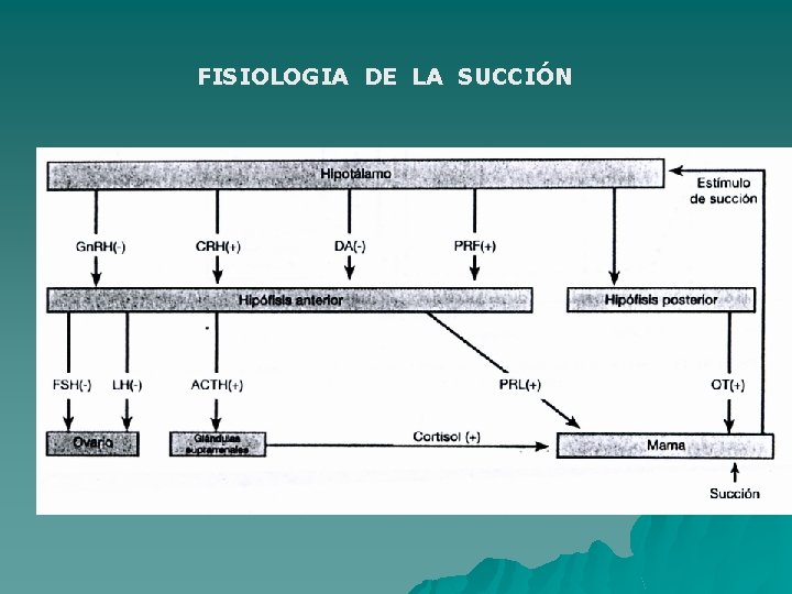 FISIOLOGIA DE LA SUCCIÓN 