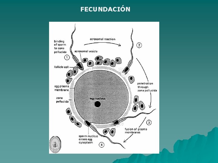 FECUNDACIÓN 