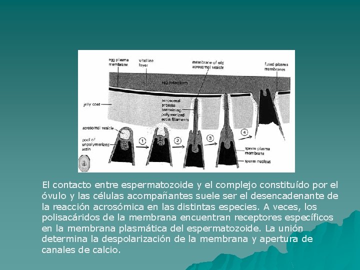 El contacto entre espermatozoide y el complejo constituído por el óvulo y las células