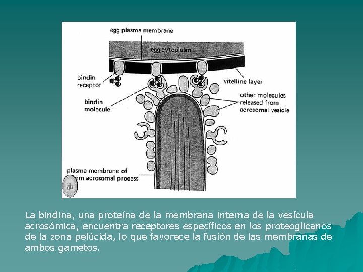 La bindina, una proteína de la membrana interna de la vesícula acrosómica, encuentra receptores