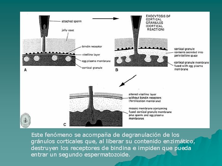 Este fenómeno se acompaña de degranulación de los gránulos corticales que, al liberar su