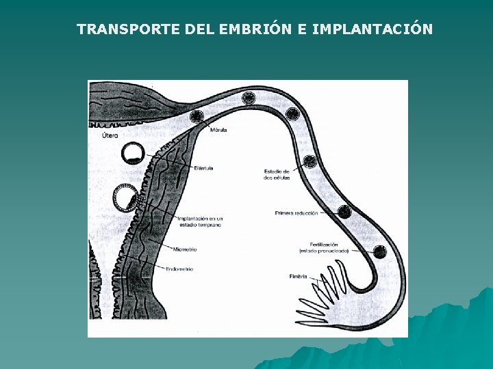 TRANSPORTE DEL EMBRIÓN E IMPLANTACIÓN 