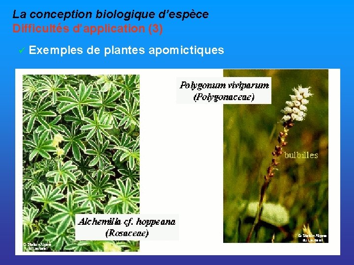 La conception biologique d’espèce Difficultés d’application (3) ü Exemples de plantes apomictiques 