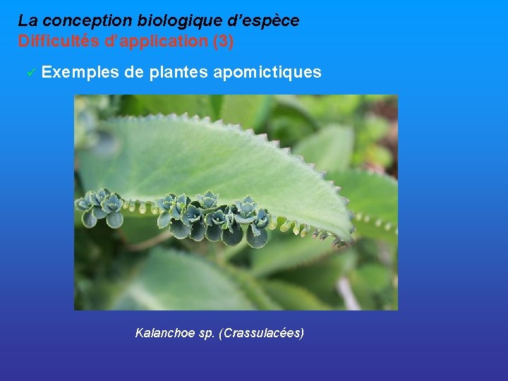 La conception biologique d’espèce Difficultés d’application (3) ü Exemples de plantes apomictiques Kalanchoe sp.