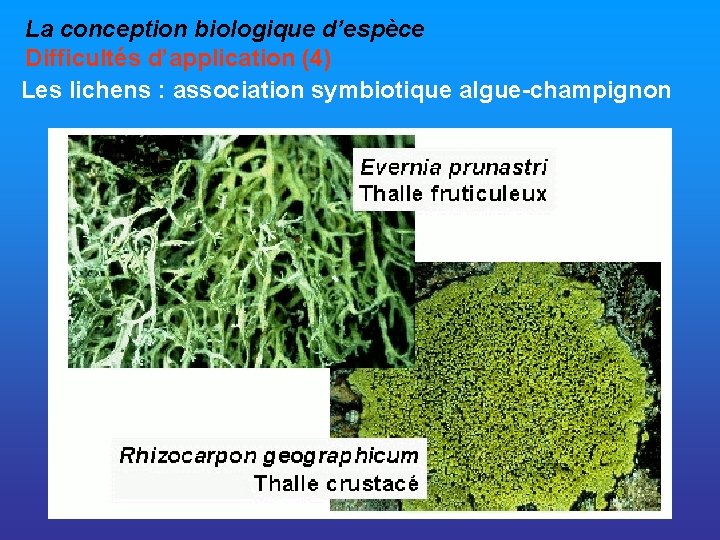 La conception biologique d’espèce Difficultés d’application (4) Les lichens : association symbiotique algue-champignon 