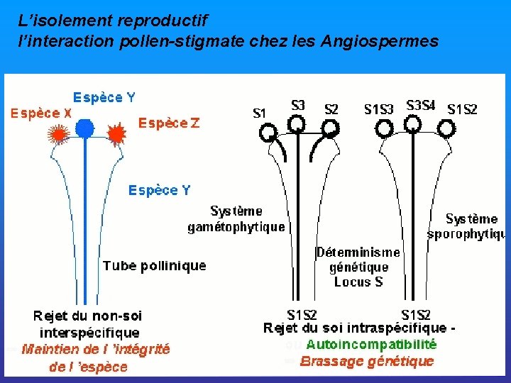 L’isolement reproductif l’interaction pollen-stigmate chez les Angiospermes 