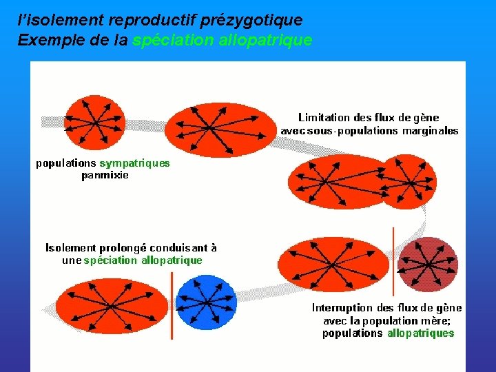 l’isolement reproductif prézygotique Exemple de la spéciation allopatrique 