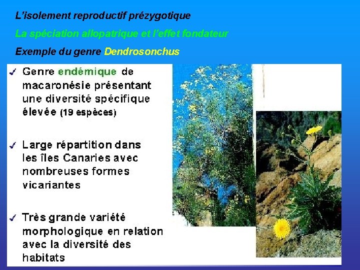 L’isolement reproductif prézygotique La spéciation allopatrique et l’effet fondateur Exemple du genre Dendrosonchus 