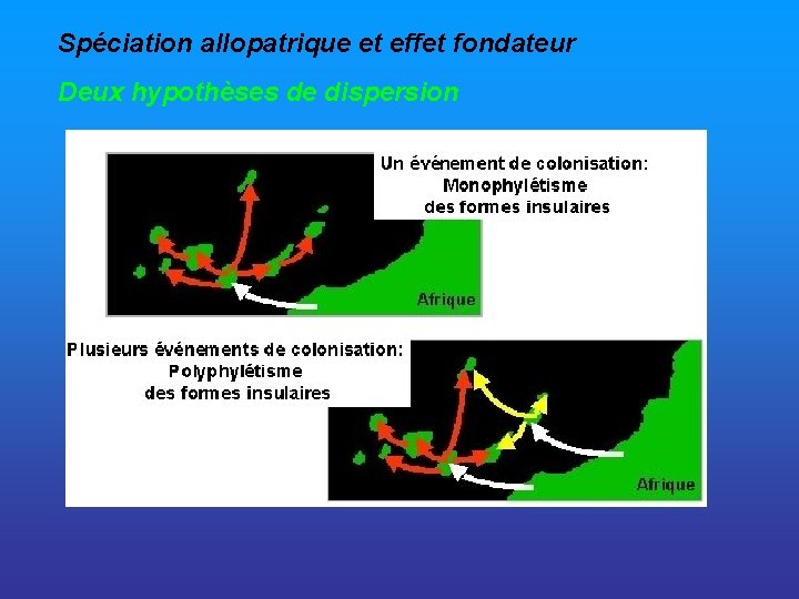 Spéciation allopatrique et effet fondateur Deux hypothèses de dispersion 