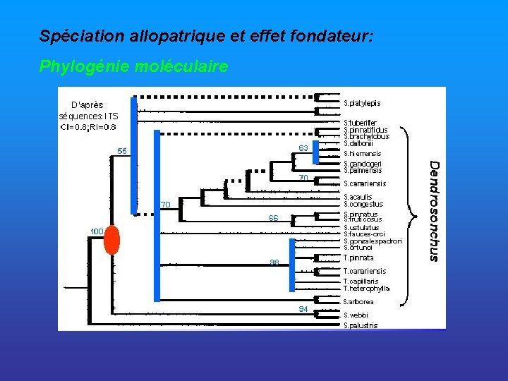 Spéciation allopatrique et effet fondateur: Phylogénie moléculaire 