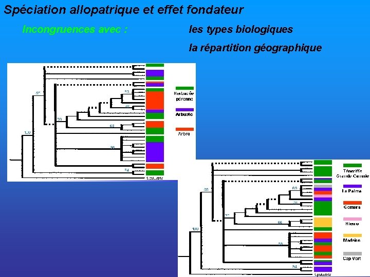 Spéciation allopatrique et effet fondateur Incongruences avec : les types biologiques la répartition géographique