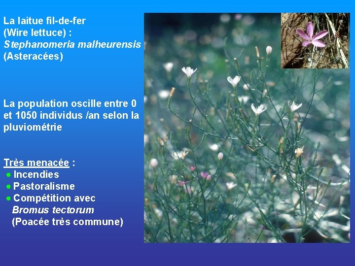 La laitue fil-de-fer (Wire lettuce) : Stephanomeria malheurensis (Asteracées) La population oscille entre 0