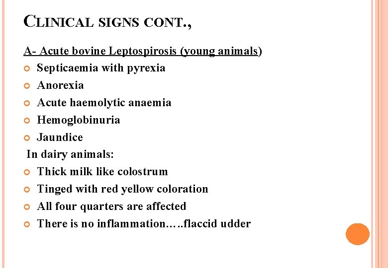 CLINICAL SIGNS CONT. , A- Acute bovine Leptospirosis (young animals) Septicaemia with pyrexia Anorexia