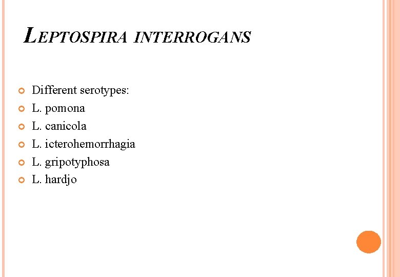 LEPTOSPIRA INTERROGANS Different serotypes: L. pomona L. canicola L. icterohemorrhagia L. gripotyphosa L. hardjo