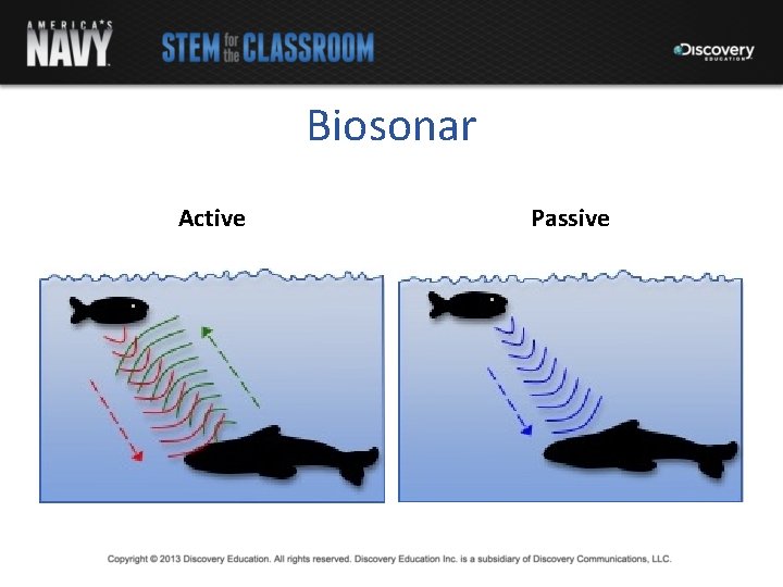 Biosonar Active Passive 