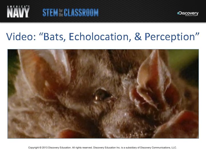 Video: “Bats, Echolocation, & Perception” 