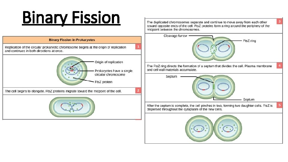 Binary Fission 