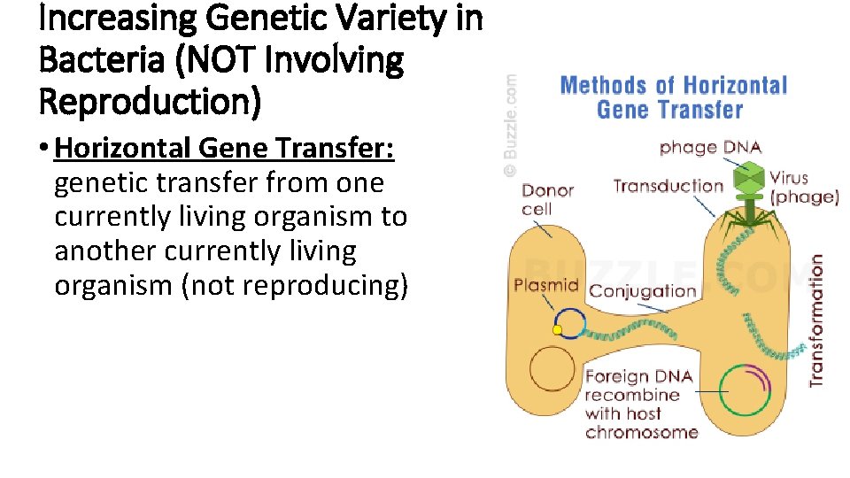 Increasing Genetic Variety in Bacteria (NOT Involving Reproduction) • Horizontal Gene Transfer: genetic transfer