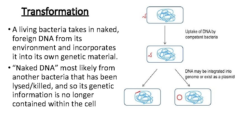 Transformation • A living bacteria takes in naked, foreign DNA from its environment and