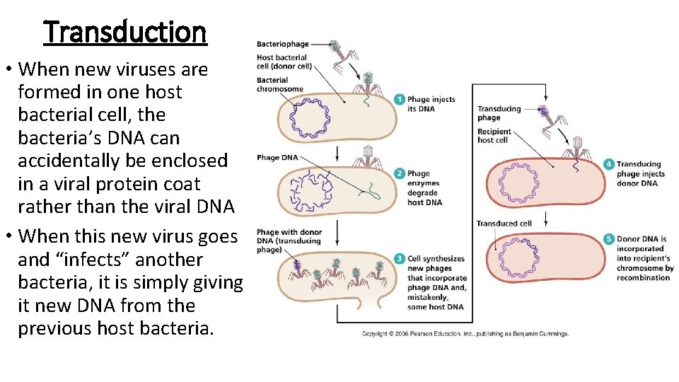 Transduction • When new viruses are formed in one host bacterial cell, the bacteria’s