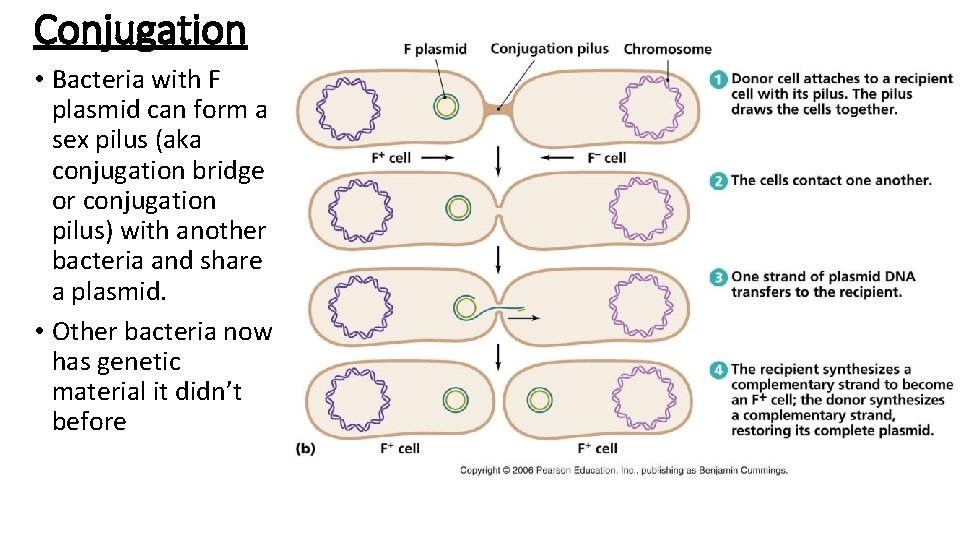 Conjugation • Bacteria with F plasmid can form a sex pilus (aka conjugation bridge