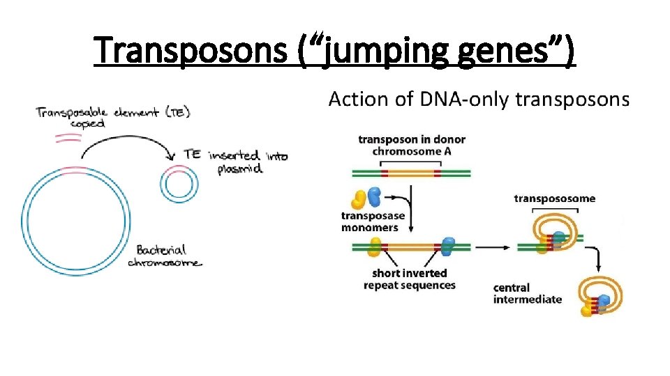 Transposons (“jumping genes”) 