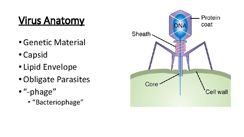 Virus Anatomy • Genetic Material • Capsid • Lipid Envelope • Obligate Parasites •