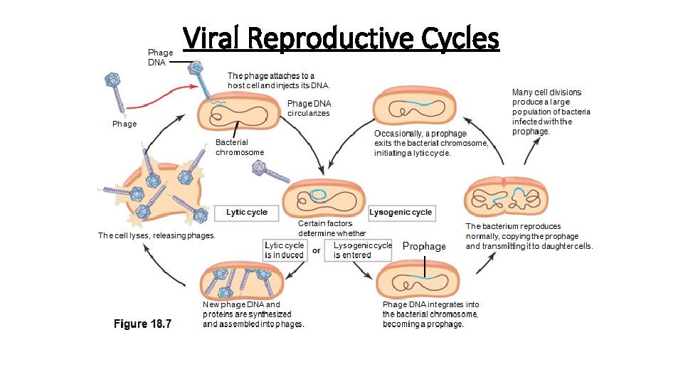 Viral Reproductive Cycles 