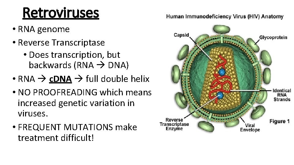 Retroviruses • RNA genome • Reverse Transcriptase • Does transcription, but backwards (RNA DNA)