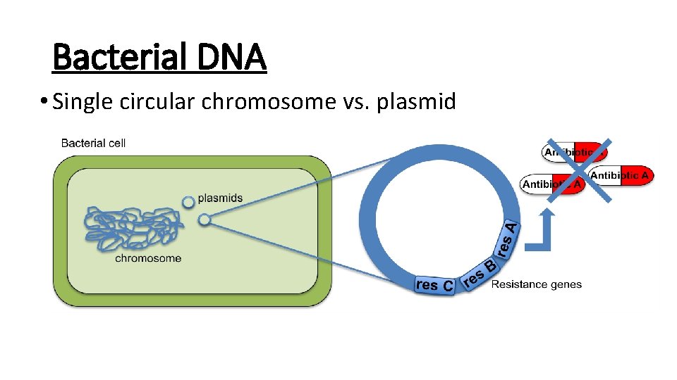 Bacterial DNA • Single circular chromosome vs. plasmid 