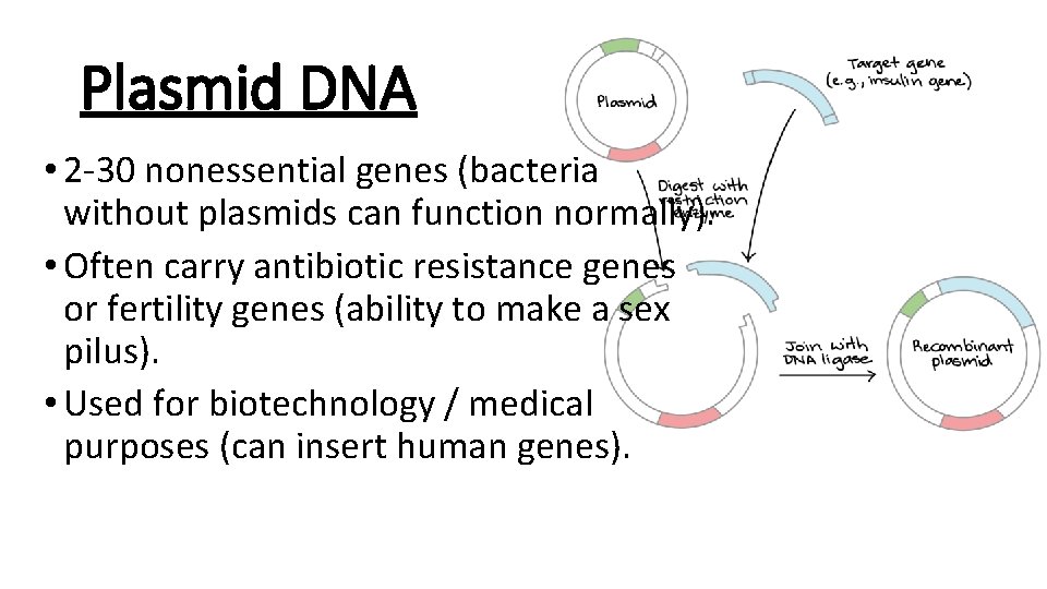 Plasmid DNA • 2 -30 nonessential genes (bacteria without plasmids can function normally). •