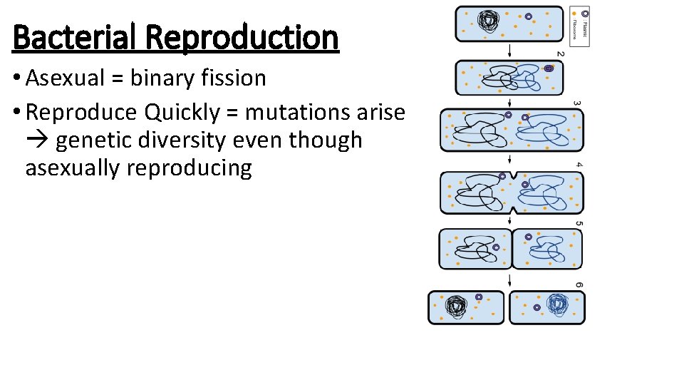 Bacterial Reproduction • Asexual = binary fission • Reproduce Quickly = mutations arise genetic