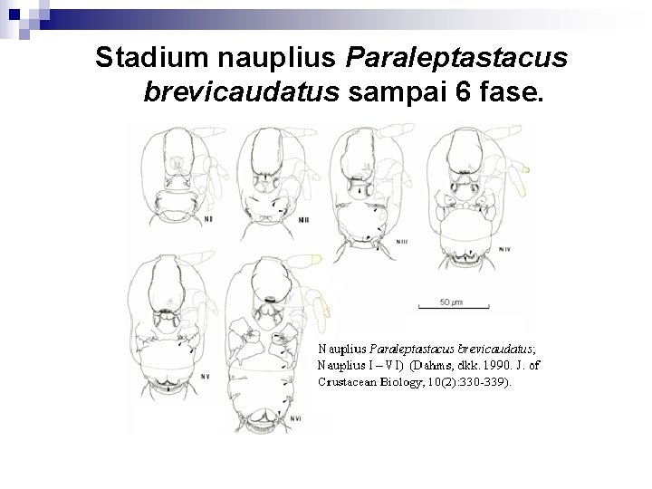 Stadium nauplius Paraleptastacus brevicaudatus sampai 6 fase. 