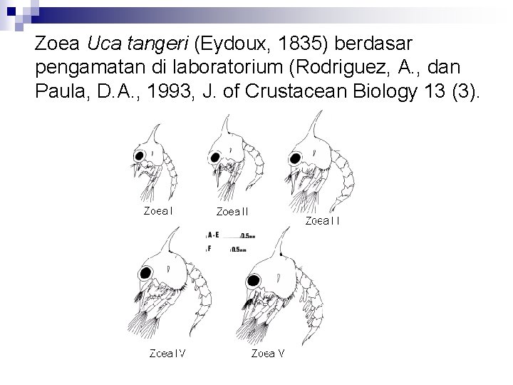 Zoea Uca tangeri (Eydoux, 1835) berdasar pengamatan di laboratorium (Rodriguez, A. , dan Paula,