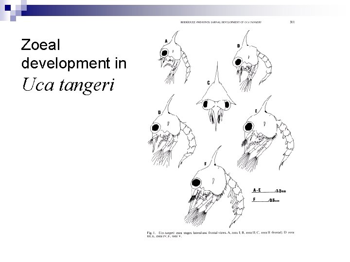 Zoeal development in Uca tangeri 