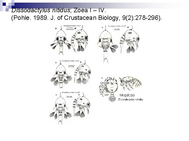 Dissodactylus nitidus; Zoea I – IV. (Pohle. 1989. J. of Crustacean Biology, 9(2): 278
