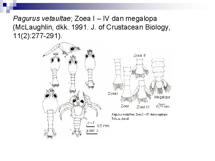 Pagurus vetaultae; Zoea I – IV dan megalopa (Mc. Laughlin, dkk. 1991. J. of