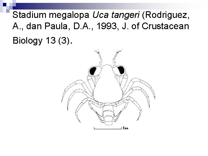 Stadium megalopa Uca tangeri (Rodriguez, A. , dan Paula, D. A. , 1993, J.