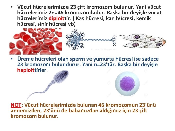  • Vücut hücrelerimizde 23 çift kromozom bulunur. Yani vücut hücrelerimiz 2 n=46 kromozomludur.