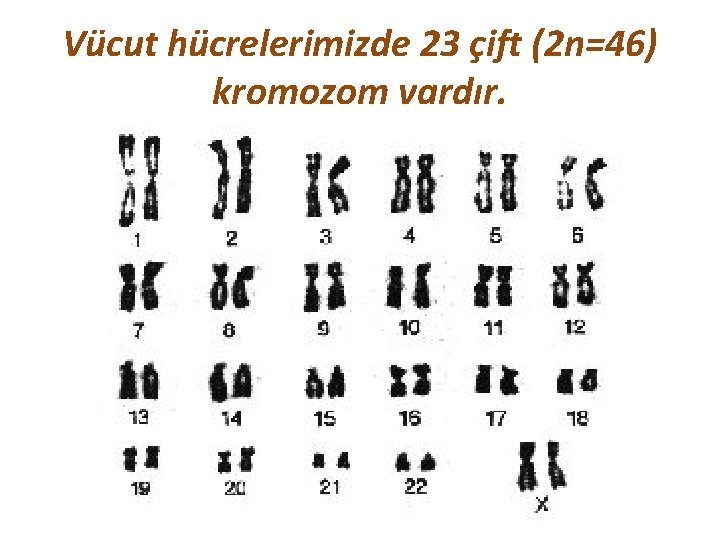 Vücut hücrelerimizde 23 çift (2 n=46) kromozom vardır. 